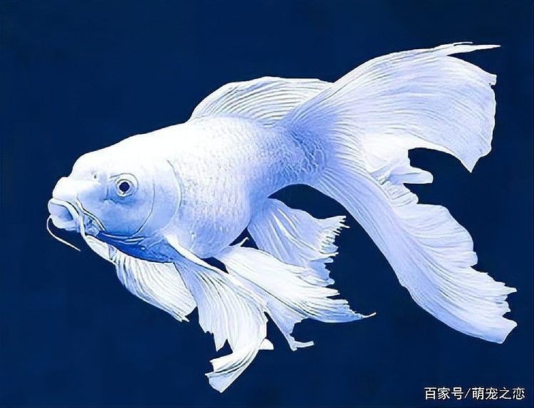 蝴蝶鯉翻肚子會死嗎 龍魚論壇 第1張 蝴蝶鯉翻肚子會死嗎 蝴蝶鯉翻肚子會死嗎 龍魚論壇 第1張