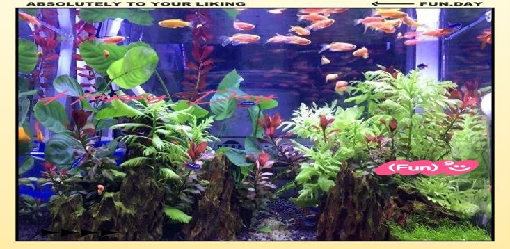 蝴蝶鯉翻肚子會死嗎 龍魚論壇 第8張 蝴蝶鯉翻肚子會死嗎 蝴蝶鯉翻肚子會死嗎 龍魚論壇 第8張