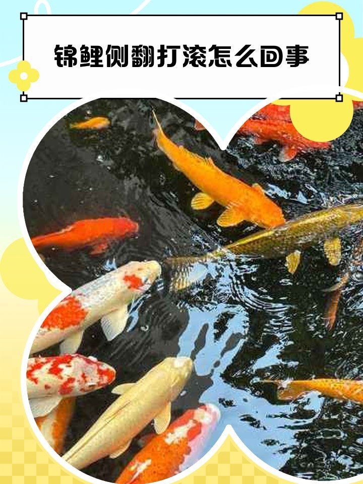 蝴蝶鯉翻肚子會死嗎 龍魚論壇 第10張 蝴蝶鯉翻肚子會死嗎 蝴蝶鯉翻肚子會死嗎 龍魚論壇 第10張