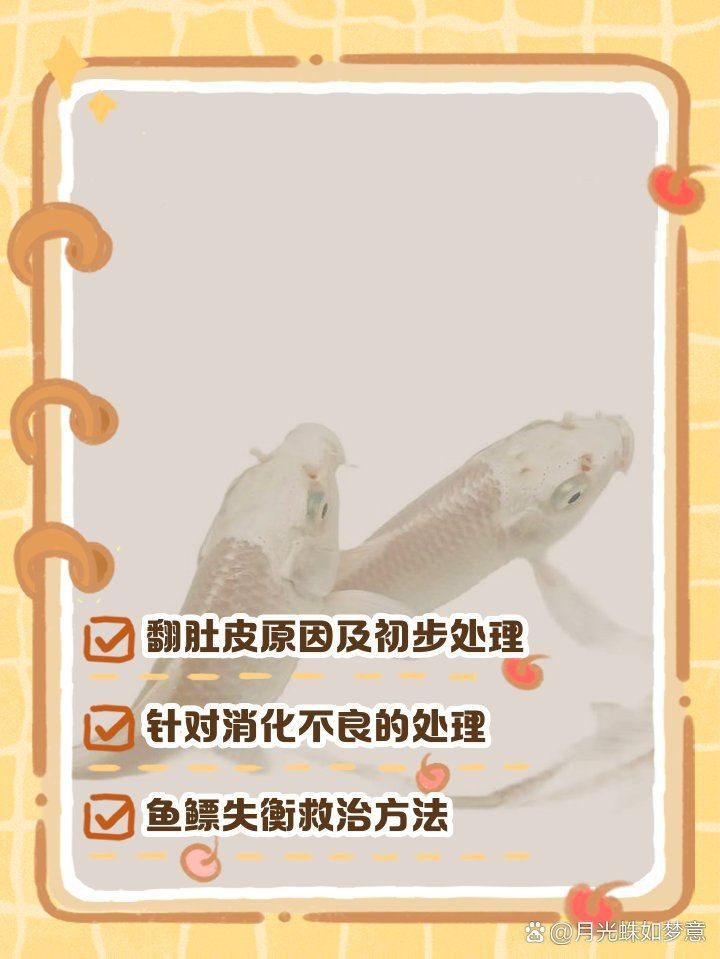 蝴蝶鯉翻肚子會死嗎 龍魚論壇 第12張 蝴蝶鯉翻肚子會死嗎 蝴蝶鯉翻肚子會死嗎 龍魚論壇 第12張