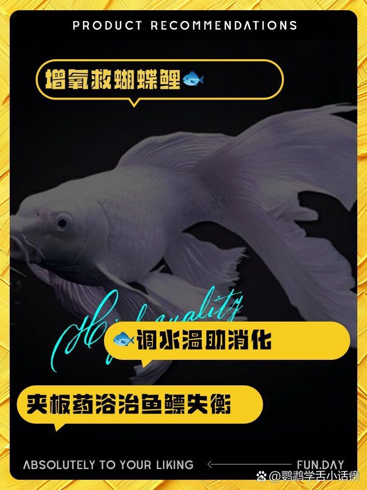 蝴蝶鯉翻肚子會死嗎 龍魚論壇 第14張 蝴蝶鯉翻肚子會死嗎 蝴蝶鯉翻肚子會死嗎 龍魚論壇 第14張