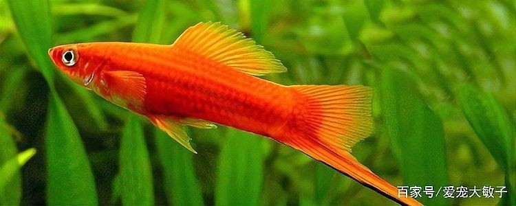 紅箭魚多久繁殖一次