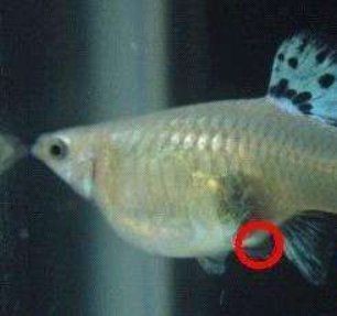 紅箭魚多久繁殖一次