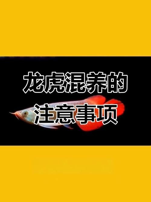 龍魚(yú)可以和虎魚(yú)混養(yǎng)嗎圖片對(duì)比