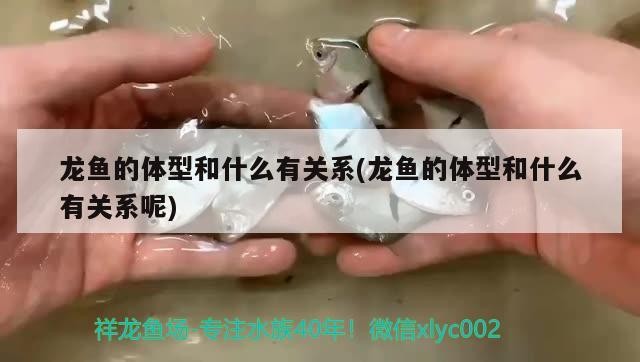 銀鼓魚和龍魚魚混養（銀鼓魚和龍魚魚混養好嗎）
