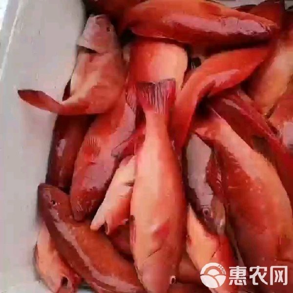 帝王斑魚多少錢一斤