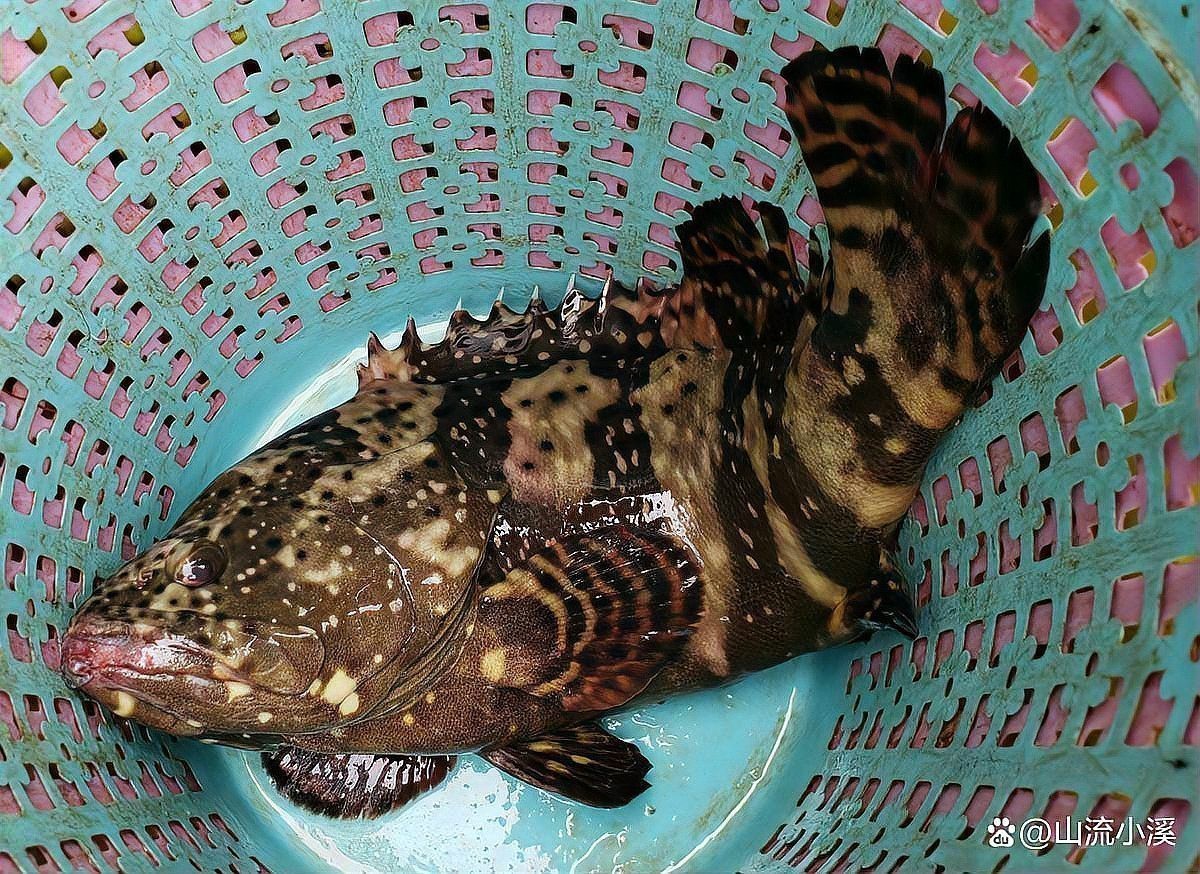 帝王斑魚多少錢一斤