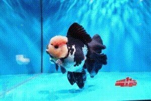 2025金魚比賽賽程