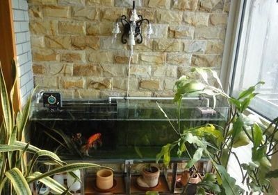 陽臺魚缸光照管理方法：陽臺魚缸光照管理的方法