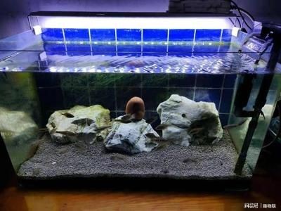 陽臺魚缸光照管理方法：陽臺魚缸光照管理的方法