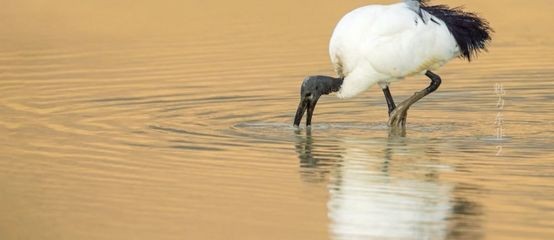 陽臺魚缸光照管理方法：陽臺魚缸光照管理的方法