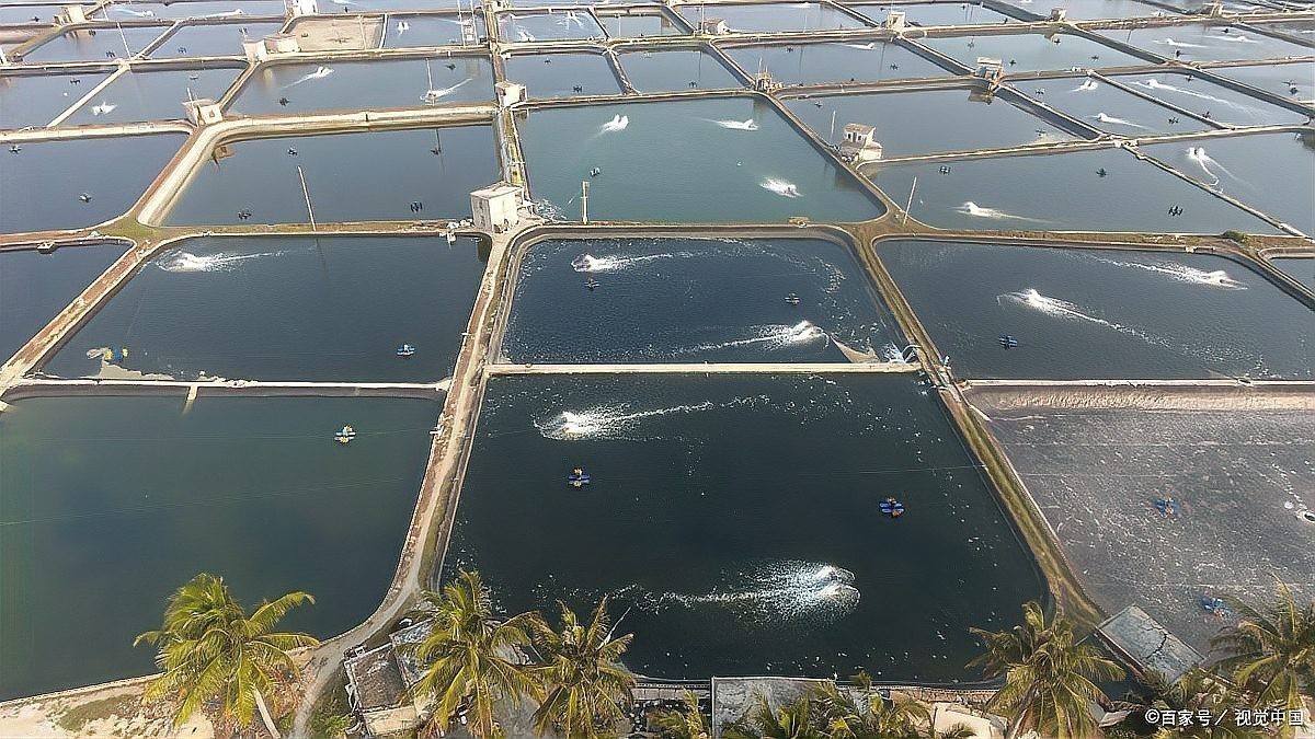 如何判斷水質是否適合觀賞蝦