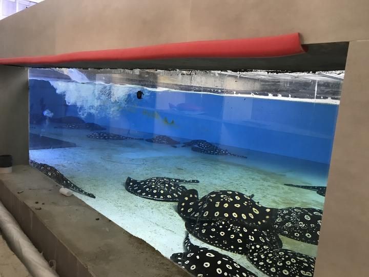魟魚腹部腐爛