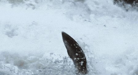 鯛魚貴還是三文魚貴