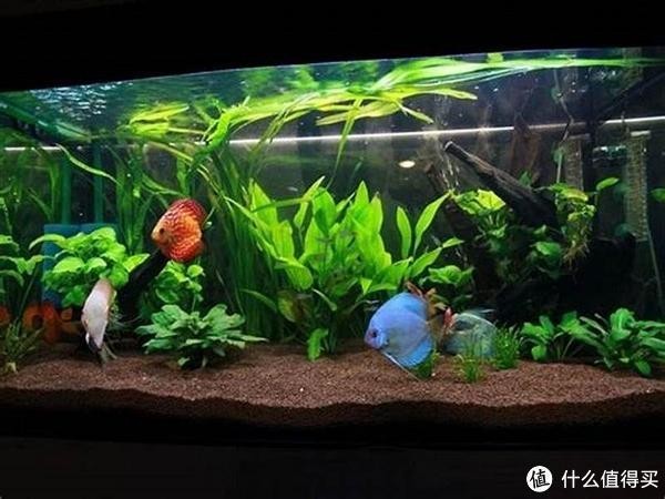長城水族箱造景視頻教程