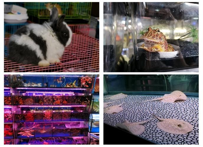 廣州花地灣壹遇龍魚水族