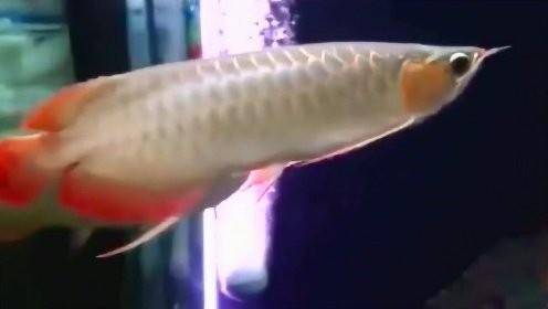 如何下載高清龍魚視頻？