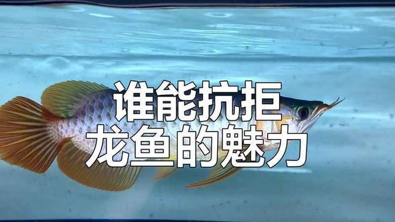 如何下載高清龍魚視頻？