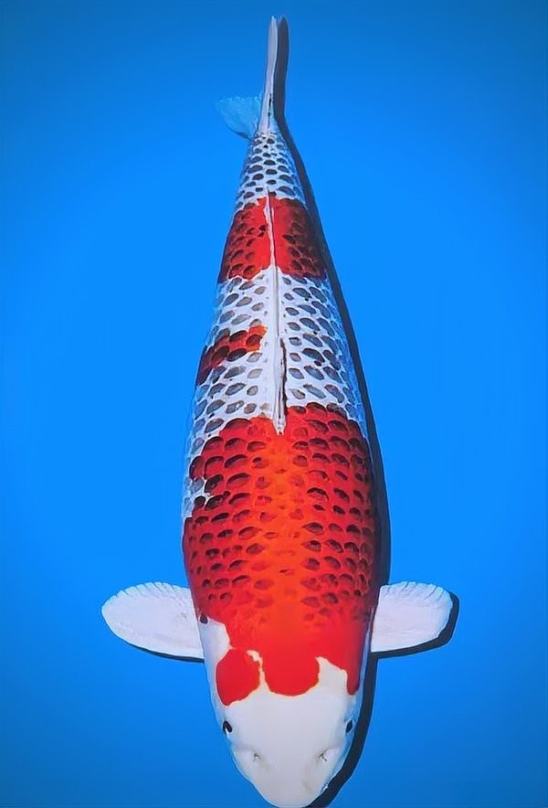 有哪些國(guó)際觀賞魚比賽？ 有哪些國(guó)際觀賞魚比賽？ 2025長(zhǎng)城杯龍魚大賽 第13張