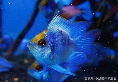 廣州百藝城祥龍魚場位置在哪里，廣州百藝城祥龍魚場