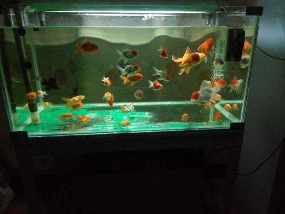 淡水魚缸的消毒方法：淡水魚缸消毒工作淡水魚缸消毒工作淡水魚缸消毒工作