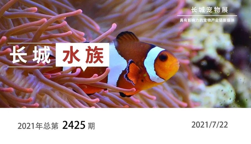 長城杯國際造景大賽的具體規則是什么？