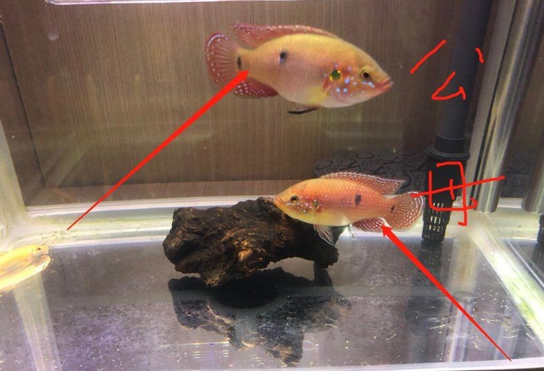 紅寶石公母最簡單區分