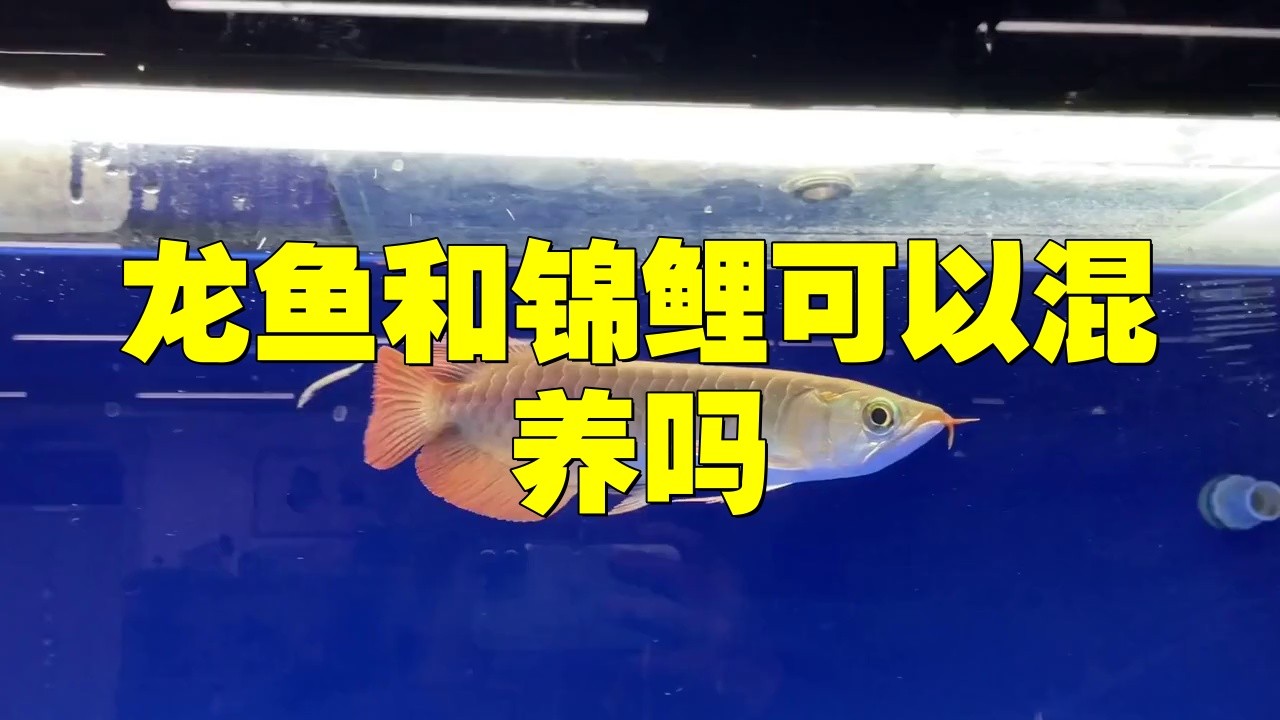 龍魚和錦鯉混養需要注意什么？