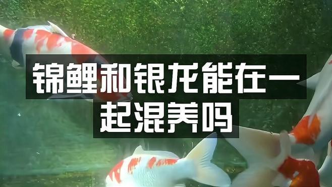 龍魚和錦鯉混養需要注意什么？