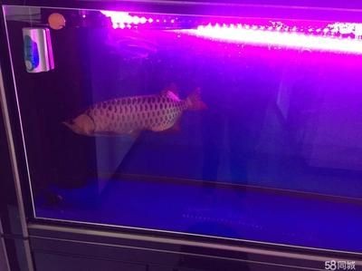 龍魚是不是什么人都可以養(yǎng)的：養(yǎng)龍魚需要了解其特性，以確保它們健康快樂地生活