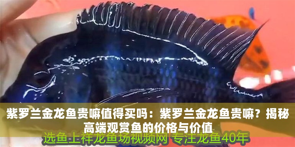 紫羅蘭金龍魚貴嘛值得買嗎：紫羅蘭金龍魚貴嘛？揭秘高端觀賞魚的價格與價值 紫羅蘭金龍魚貴嘛值得買嗎：紫羅蘭金龍魚貴嘛？揭秘高端觀賞魚的價格與價值 龍魚百科 第1張