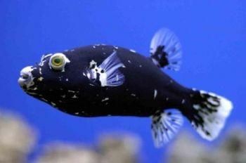 狗頭魚咬人嗎