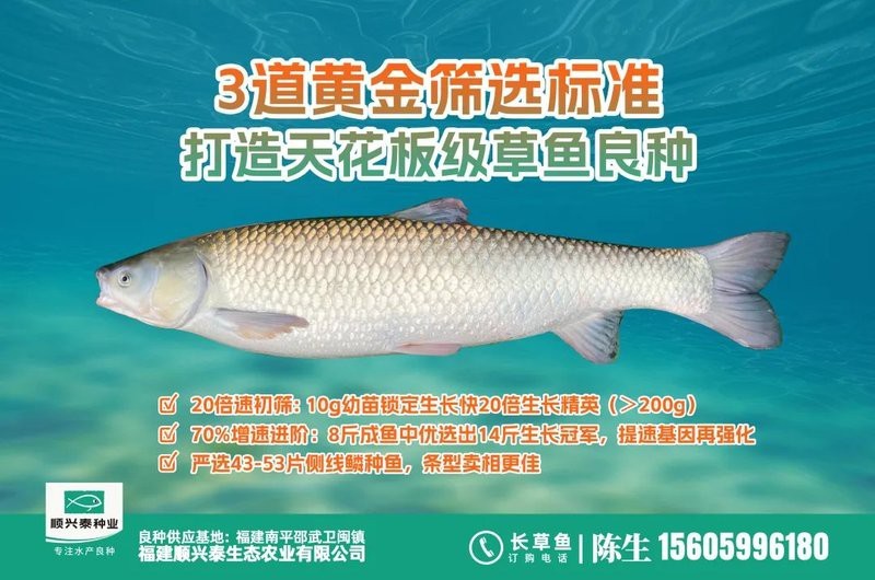 淡水魚價格最新行情