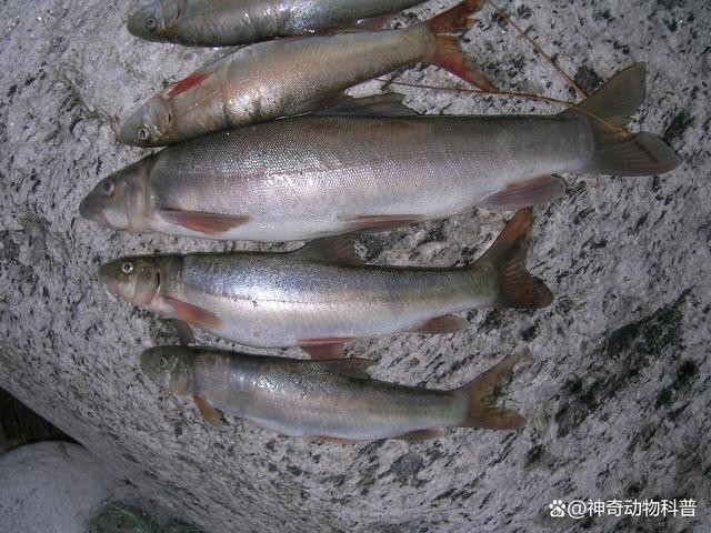 淡水魚價格最新行情