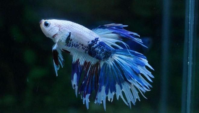 魚缸里的水老是渾濁怎么辦，魚缸水渾濁的解決方法