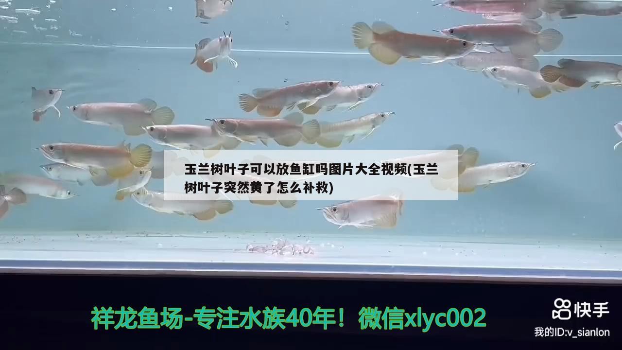 玉蘭樹葉子可以放魚缸嗎圖片大全視頻(玉蘭樹葉子突然黃了怎么補(bǔ)救)