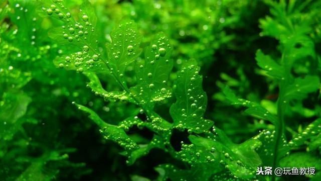 魚缸最佳光照條件是什么？：如何選擇魚缸led燈具,魚缸光照時間調節技巧，不同魚類光照需求差異