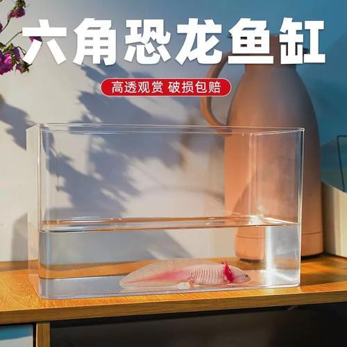 六角恐龍魚怎么養及喂養技巧圖片欣賞大全