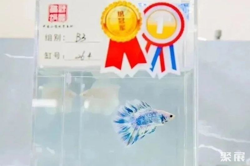 龍魚長城杯2024年有哪些裁判？