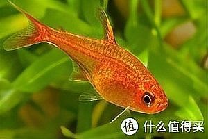 展會有哪些水族寵物品種？