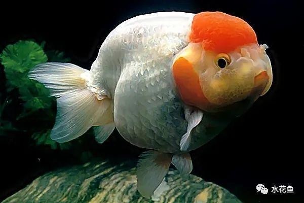 展會有哪些水族寵物品種？