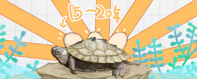 地圖龜能活多久多久能下蛋
