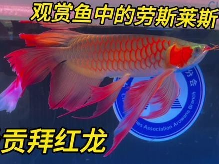 長城龍魚奪冠次數排名