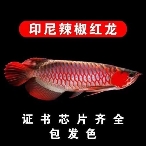 哪里可以購(gòu)買(mǎi)到正宗的紅龍魚(yú)