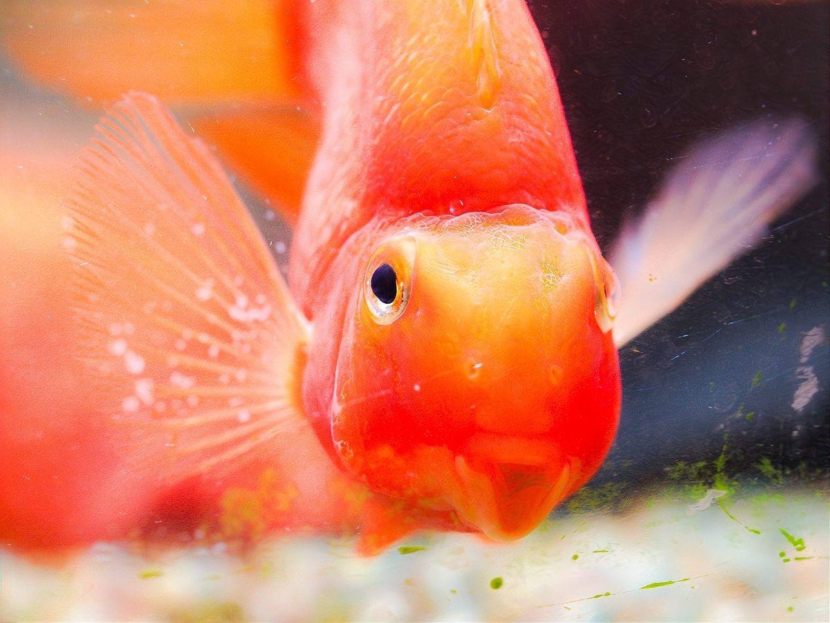 紅鸚鵡魚好養嗎