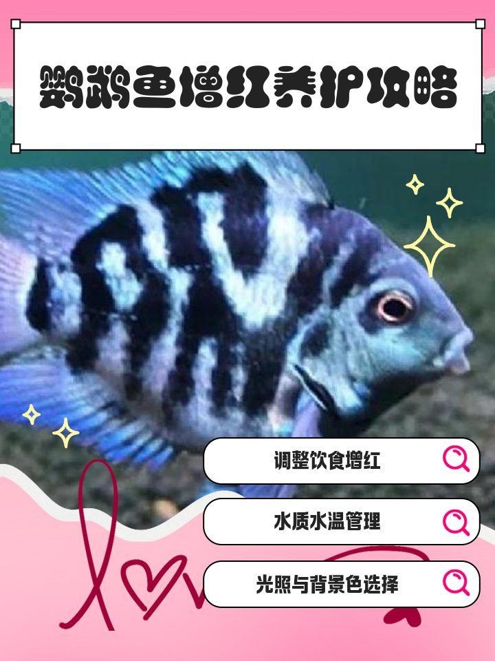紅鸚鵡魚好養嗎