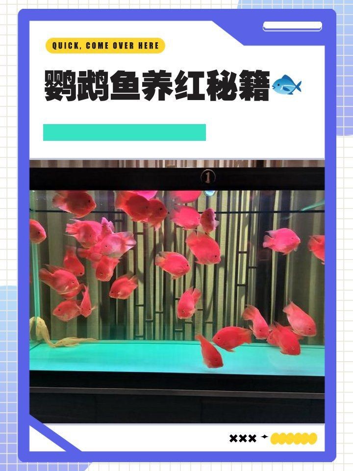 紅鸚鵡魚好養嗎