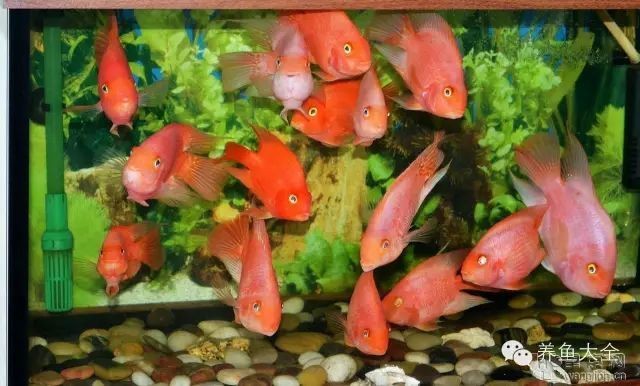 紅鸚鵡魚好養嗎