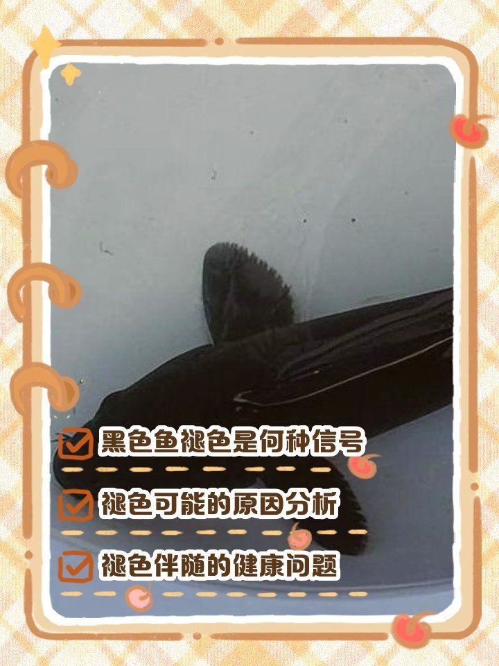 皇冠黑白魟魚黑變淺怎么恢復
