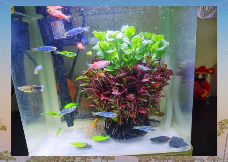 森森魚缸使用方法視頻